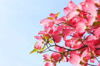 Güzel çiçekler, yakın görüş, doğa konsepti.