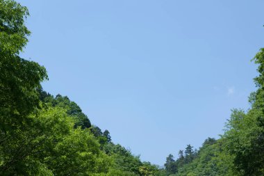 Ağaçların yeşil yaprakları mavi gökyüzüne karşı. Doğa ve çevre kavramı.