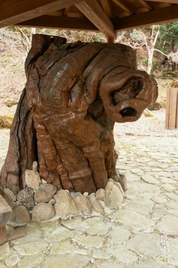 Yıpranmış ve cilalanmış Yaşlı Ağaç Kökü Bir Ahşap Sığınağın Altında