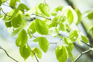 Yeşil yapraklar arka plan, doğal arkaplan