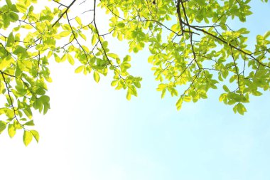 Yeşil bahar yaprakları. Doğa arkaplanı