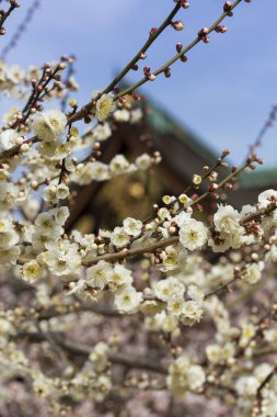 İlkbaharda açan ağaçların çiçeklerini kapat.