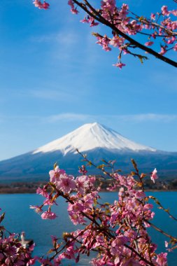 Sakura ağacıyla Fuji Dağı, Japonya 
