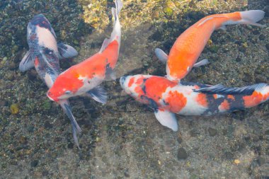 Havuzda yüzen güzel koi balıklarının manzarası.