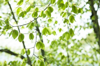 Yeşil yapraklar arka plan, doğal arkaplan