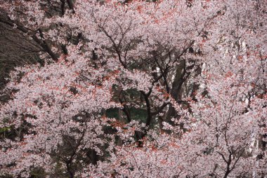 İlkbaharda parkta çiçek açan güzel ağaçlar.   