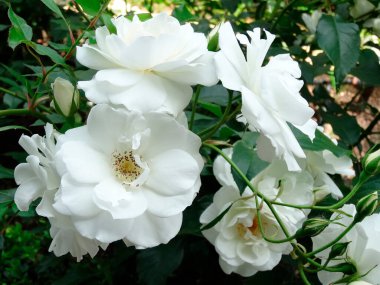 Bahçedeki güzel güller