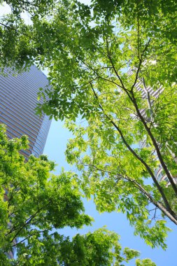 Şehirdeki yüksek binaların ve yeşil ağaçların alçak açılı görüntüsü    