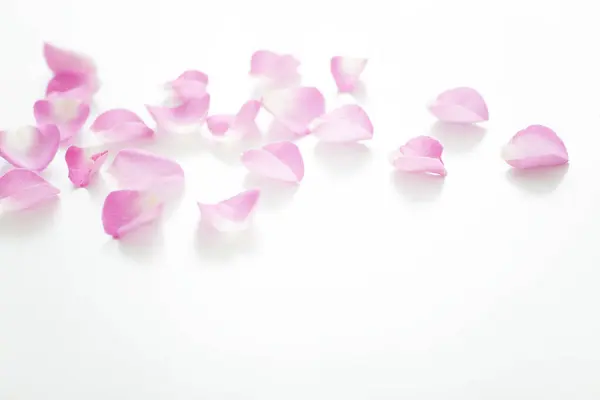 Zblízka Pohled Krásné Růžové Okvětní Lístky Růží Bílém Pozadí — Stock fotografie