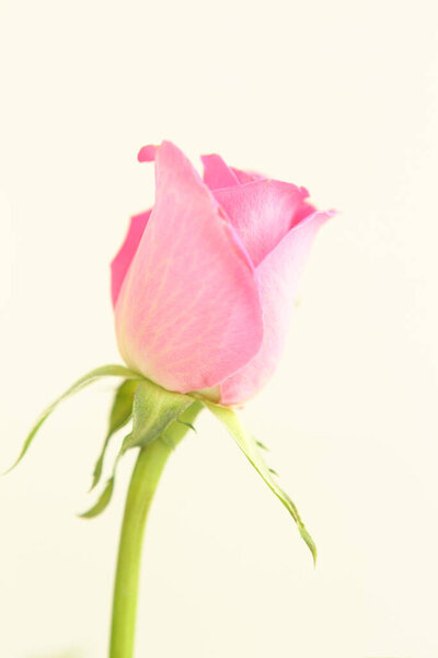 Close up pink rose flower isolated on light background