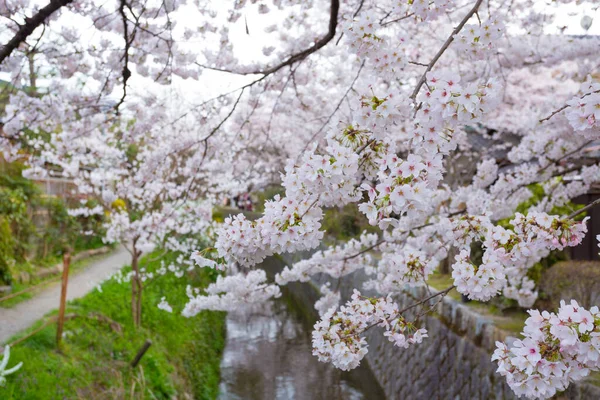 Прекрасные Цветы Сакуры Весной — стоковое фото