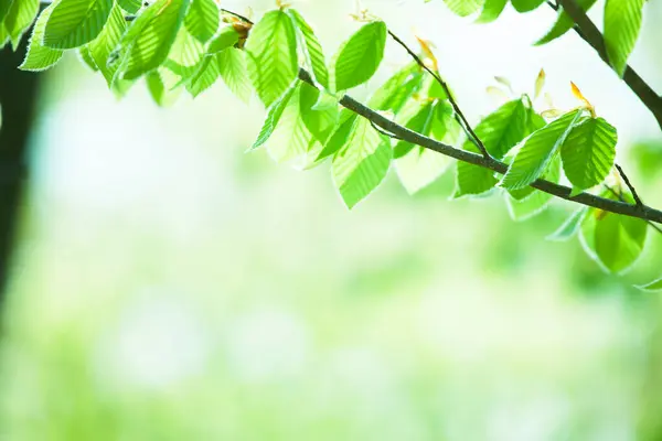 Зелене Листя Природне Тло — стокове фото
