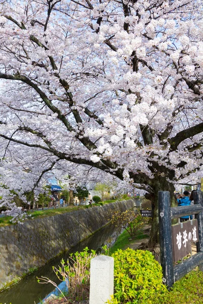 Japonya Kiraz Çiçekleri Tokyo — Stok fotoğraf
