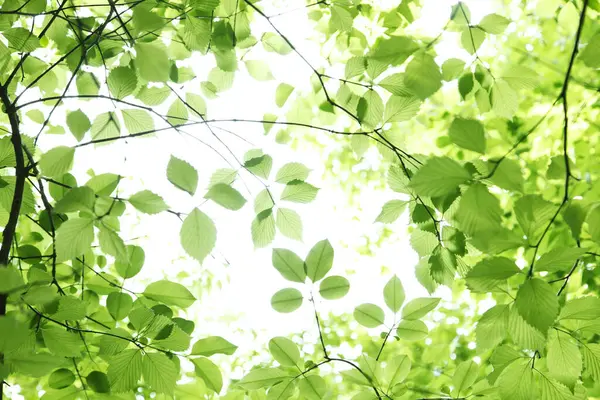 緑は背景を残している 環境保全のコンセプト — ストック写真