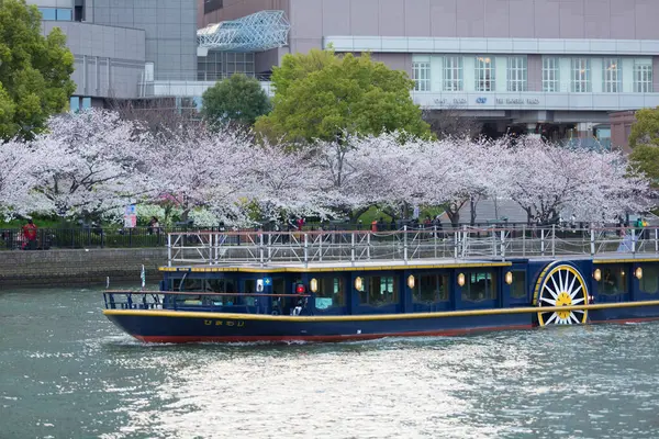 Japonya Kiraz Çiçekleri Zamanında Nehri Geçen Feribot — Stok fotoğraf