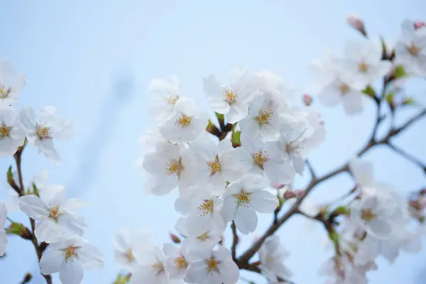 Belo Galho Cerejeira Com Flores Brancas Jardim — Fotografia de Stock
