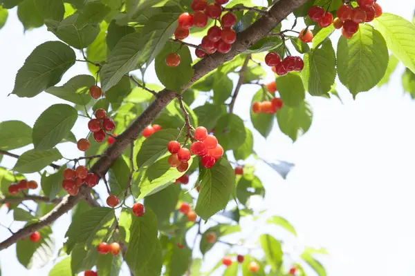 Czerwone Wiśnie Drzewie Ogrodzie Letnim — Zdjęcie stockowe