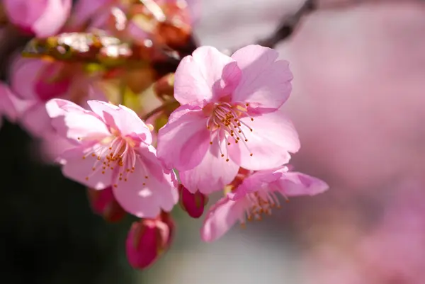 cherry blossom in tokyo