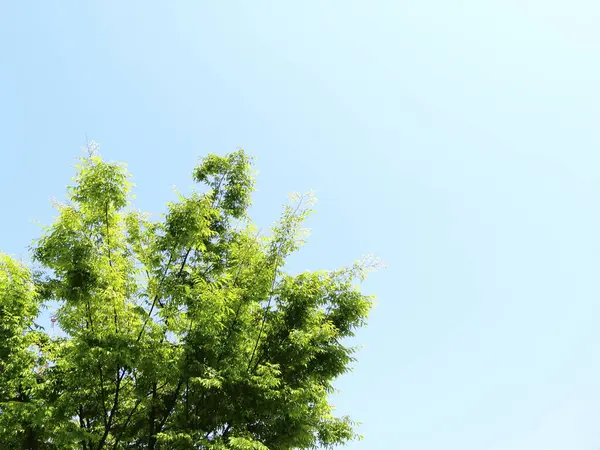 ağaç dalları ile karşı mavi gök yeşil yaprak     