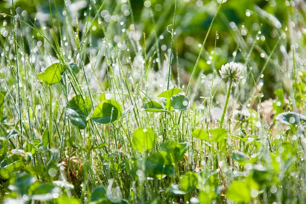 Detailní Pohled Kapky Rosy Zelené Rostliny Dopoledních Hodinách — Stock fotografie