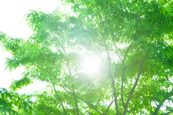 Hermosos Árboles Con Hojas Verdes Bosque —  Fotos de Stock