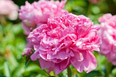 Bahçedeki güzel pembe güller