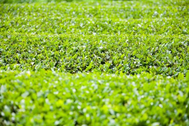 Çay çiftliğindeki çay çiftliği.