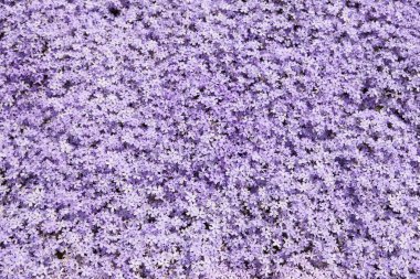 Japonya 'da tarlada güzel fenox çiçekleri