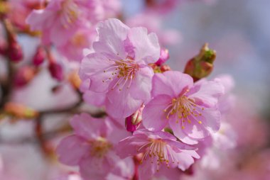İlkbaharda güzel kiraz çiçekleri