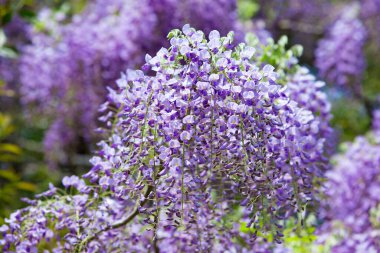 Bahçedeki güzel mor çiçekler