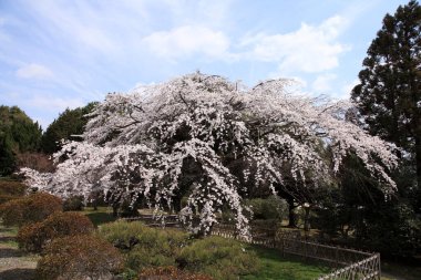 İlkbaharda mavi gökyüzüne çiçek açmış güzel ağaçlar.     