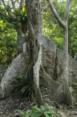 Yeşil ormandaki eski ağaç gövdesi.