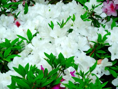 Bahçedeki beyaz petunya çiçekleri