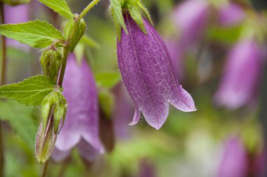 Mor bir çiçeğe yaklaş