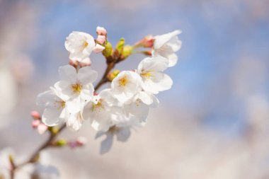 Bahçesinde beyaz çiçekler olan güzel bir kiraz ağacı dalı