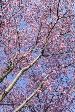 İlkbaharda açan ağaçların çiçeklerini kapat.