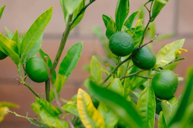 Yeşil yapraklı ve meyveli limon ağacı, yakın plan.