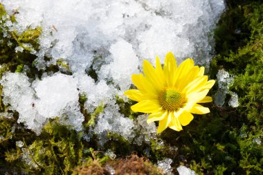 Güzel yaz çiçekleri, gündüz yakın çekim manzarası. 