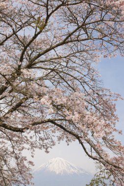 Kiraz çiçekleri olan güzel Fuji dağı. Seyahat kavramı