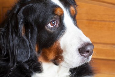 Evdeki sevimli köpek.