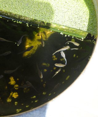 Suda yüzen küçük balıklar