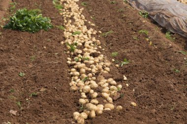 Yerdeki patatesler, hasat konsepti.