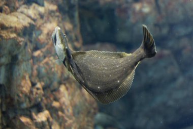 Kayalık sualtı yüzeyinde yüzen balıklar