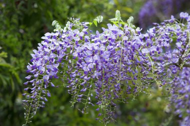 Bir salkımın çiçeğine yaklaş