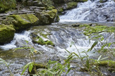 Dağlardaki güzel ormanda küçük bir şelale.                    