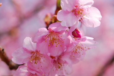 Ağaçtaki güzel pembe çiçekler