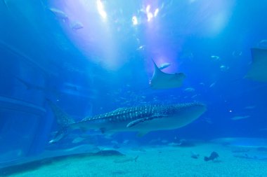 Akvaryumda su altında yüzen güzel deniz balıkları..                      