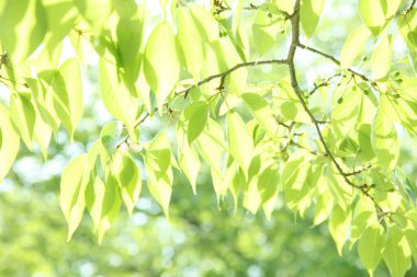 Yeşil yapraklar arka plan. Doğa, ekoloji ve çevre koruma kavramı