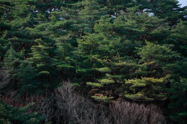 Ormandaki yeşil ağaçların güzel manzarası            