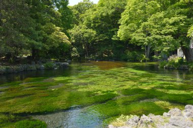 Canlı şehir parkında sakin nehir rüzgarları.